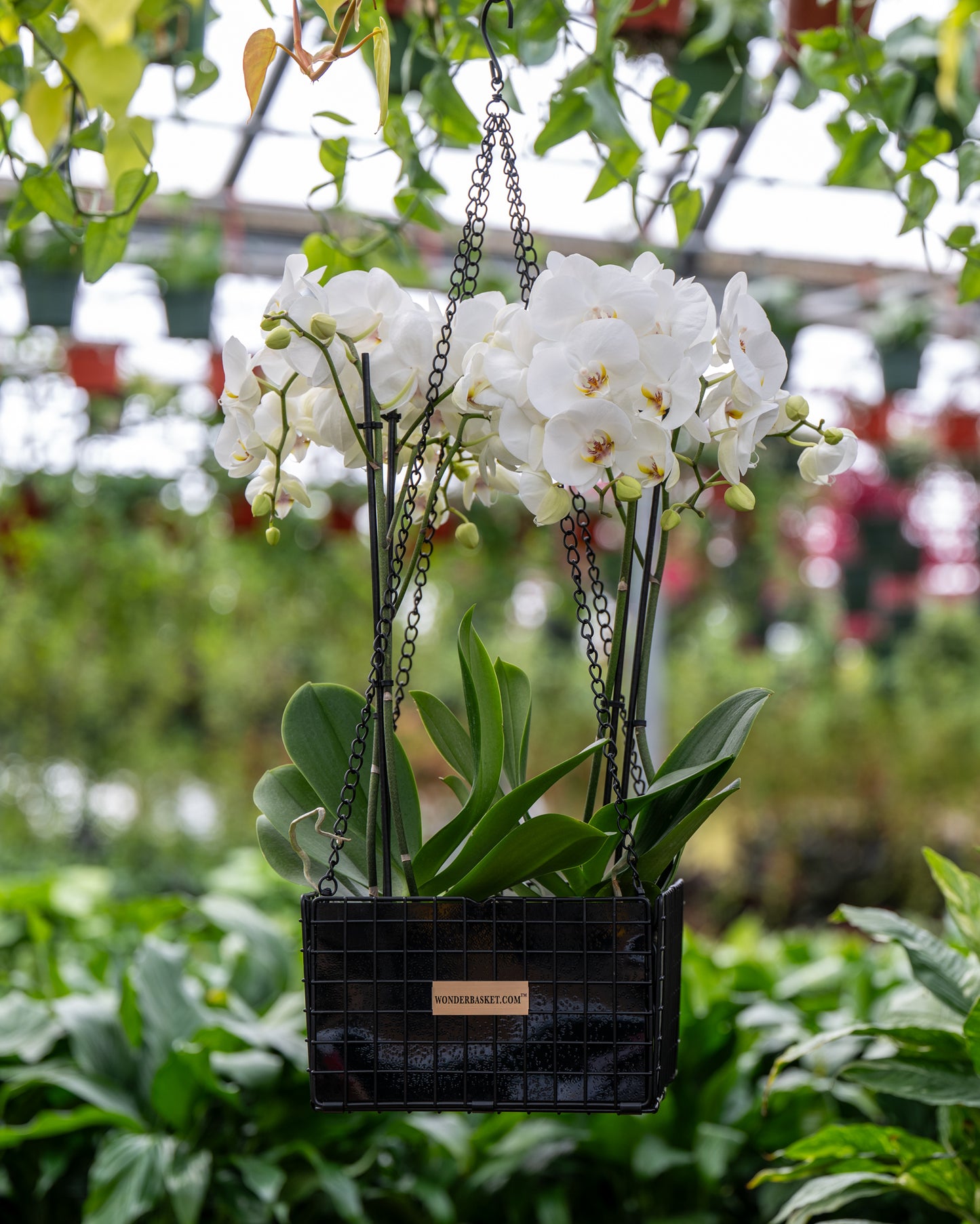 Decorator Basket - Black