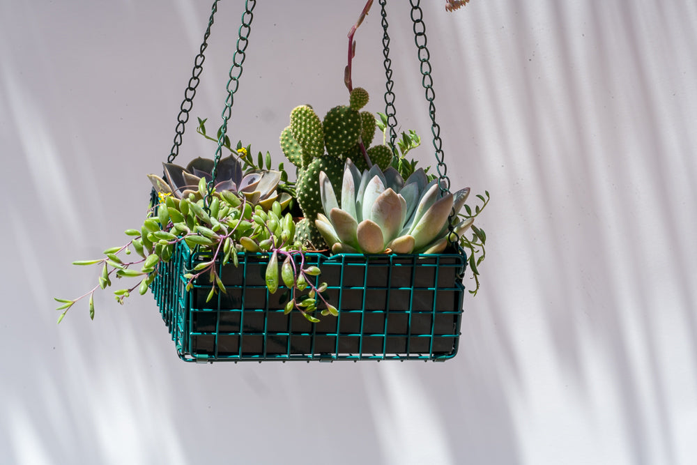 So So Succulent Basket - Green