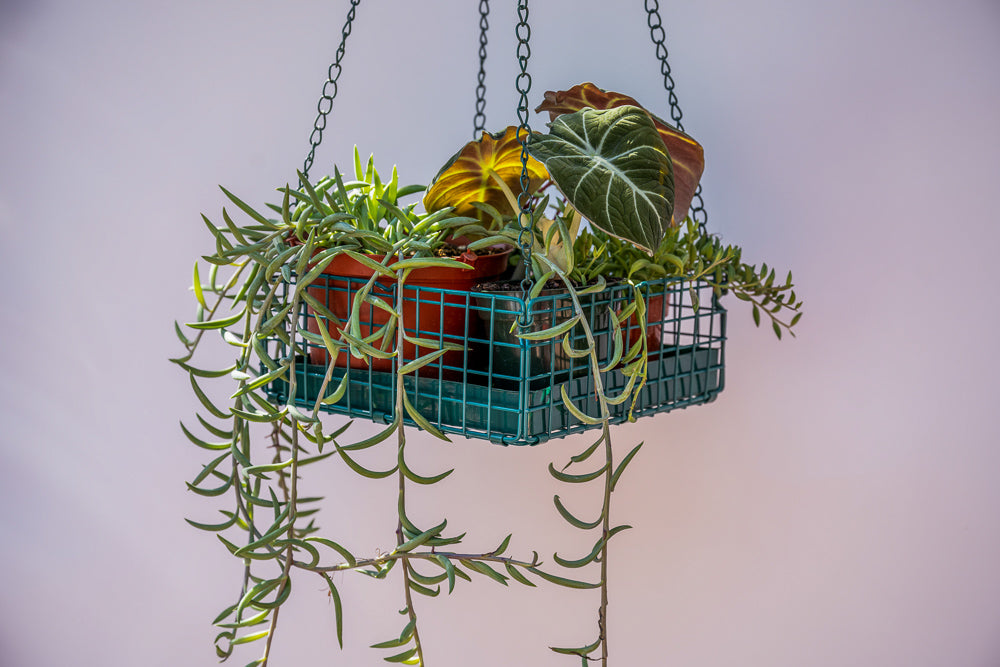 So So Succulent Basket - Green