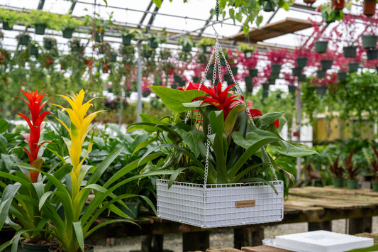 Top 10 Easy-to-Grow Indoor Plants for Beginners