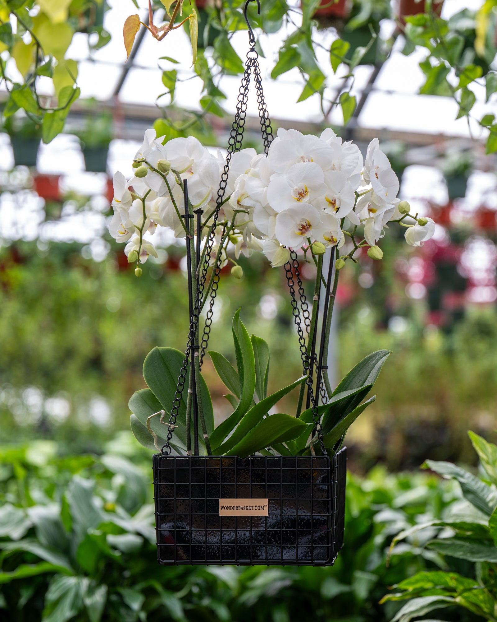 no drip hanging planter Decorator No-Drip WonderBasket Hanging Basket Planter Indoor/Outdoor