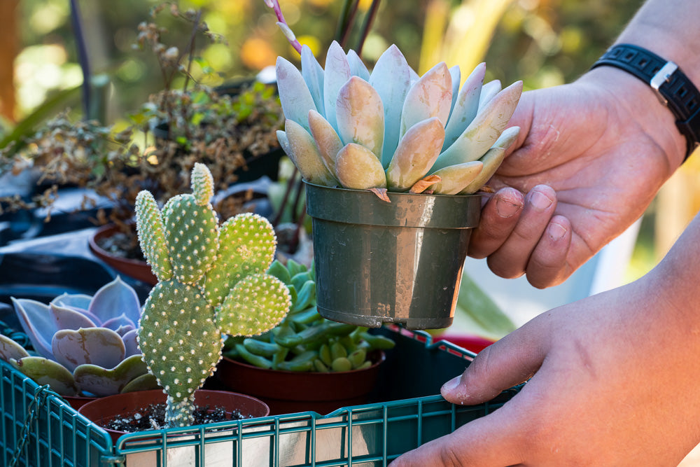 so succulent So So Succulent No-Drip WonderBasket Hanging Basket Planter Indoor/Outdoor