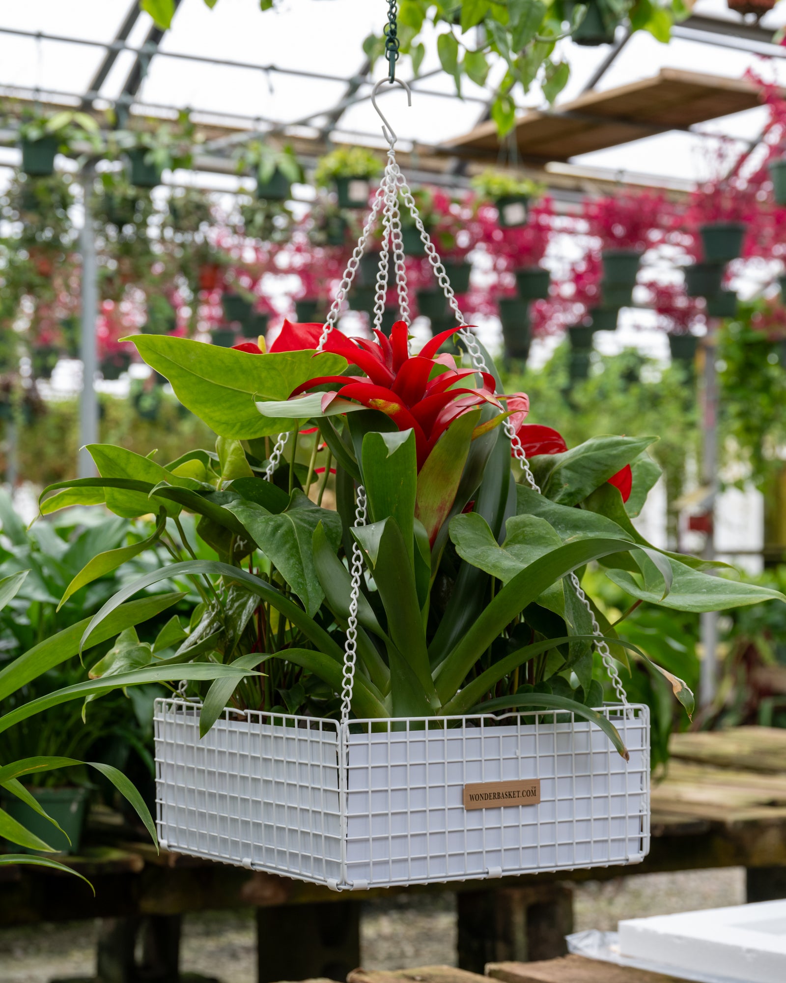 anderson seed and garden hanging baskets WonderBasket - Designer
