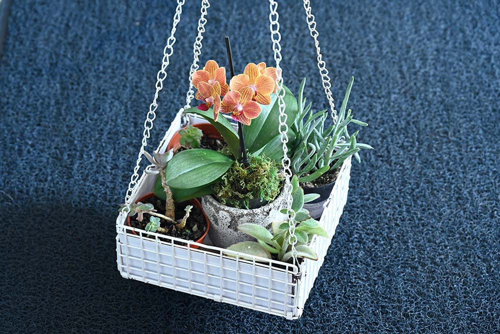 succulent so So So Succulent No-Drip WonderBasket Hanging Basket Planter Indoor/Outdoor