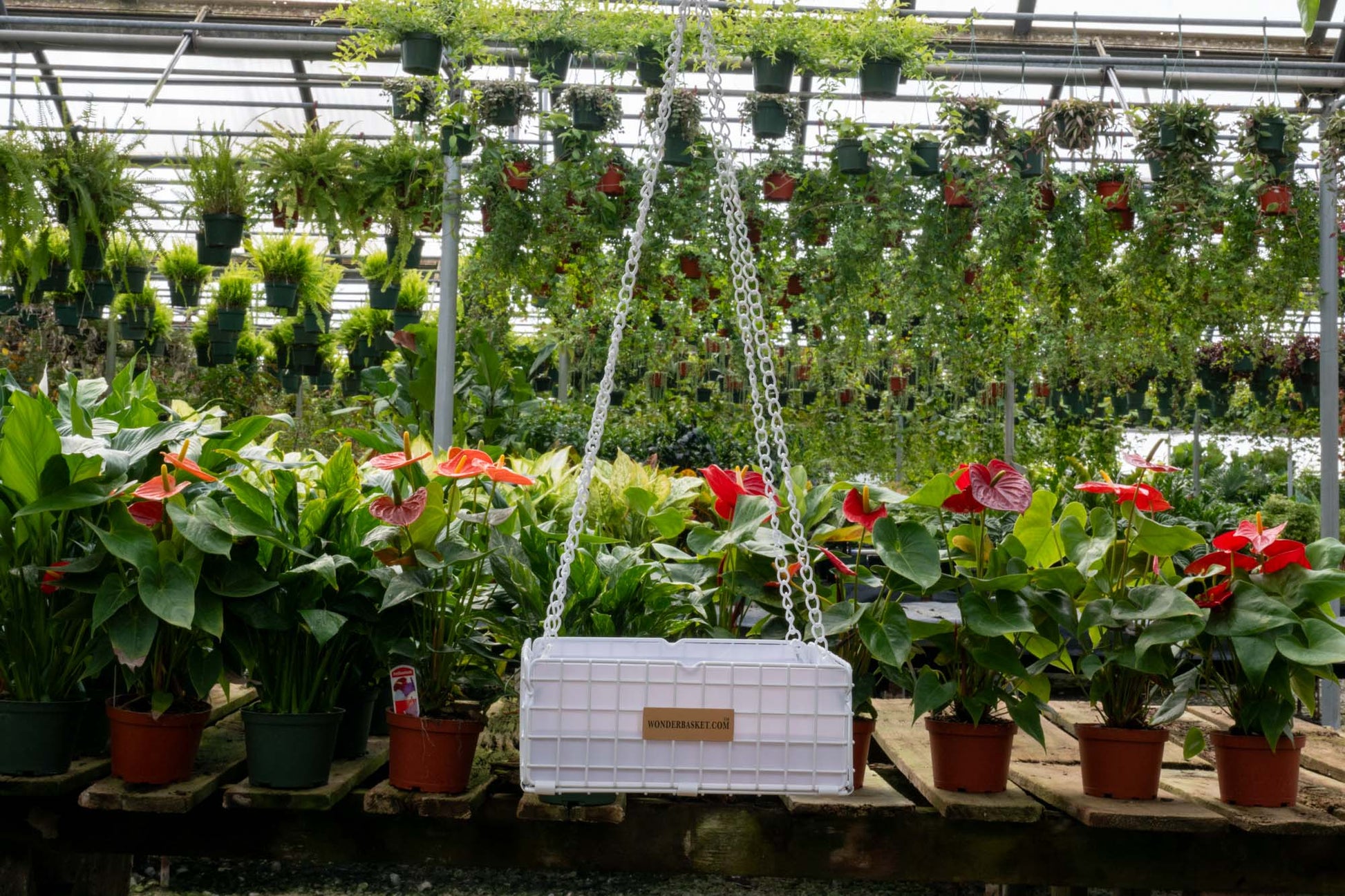 planting succulents in hanging baskets WonderBasket - So So Succulent